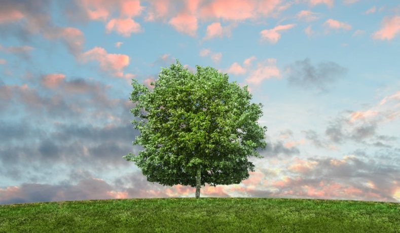 Come vivere in maniera più green