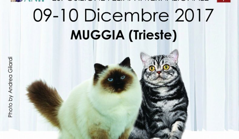 A Trieste l’esposizione felina porta i gatti più belli del mondo